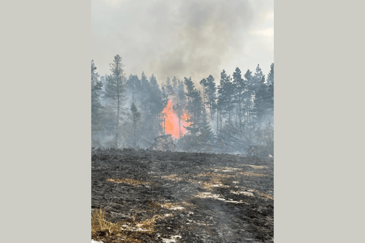 Forest fire