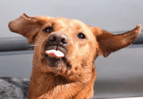 VIDEO: Picture This - Pet pics!