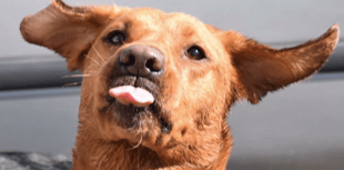 VIDEO: Picture This - Pet pics!