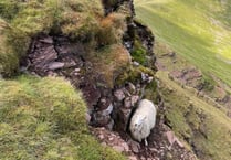 Sheep's cliffside plight: ewe stuck on Pen y Fan