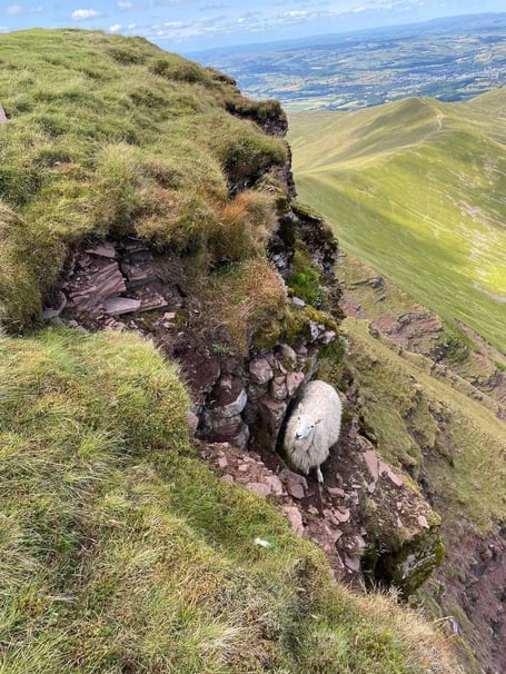 Brecon Mountain Rescue Team respond to calls for sheep stuck on Pen y Fan