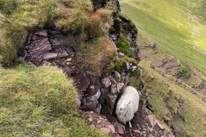 Brecon Mountain Rescue Team respond to calls for sheep stuck on Pen y Fan