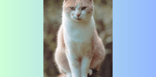 New Radnor community remembers village cat