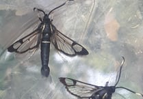 Brecknock Moth Group makes rare discovery