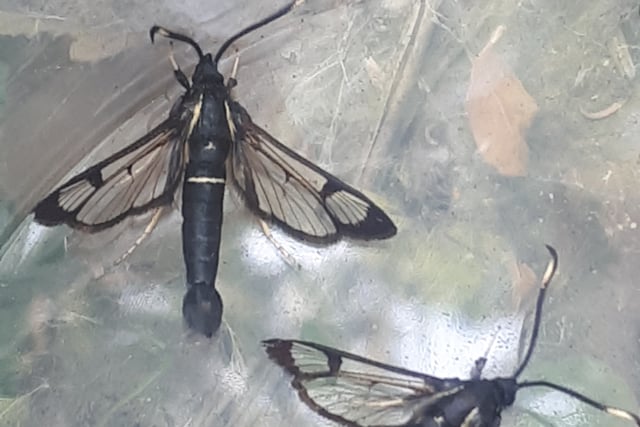 Brecknock Moth Group makes rare discovery