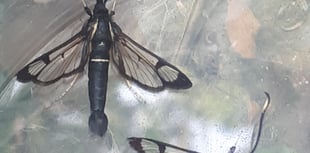 Brecknock Moth Group makes rare discovery