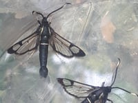 Brecknock Moth Group makes rare discovery