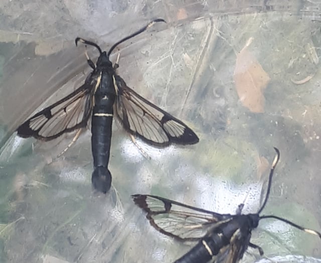 Brecknock Moth Group makes rare discovery