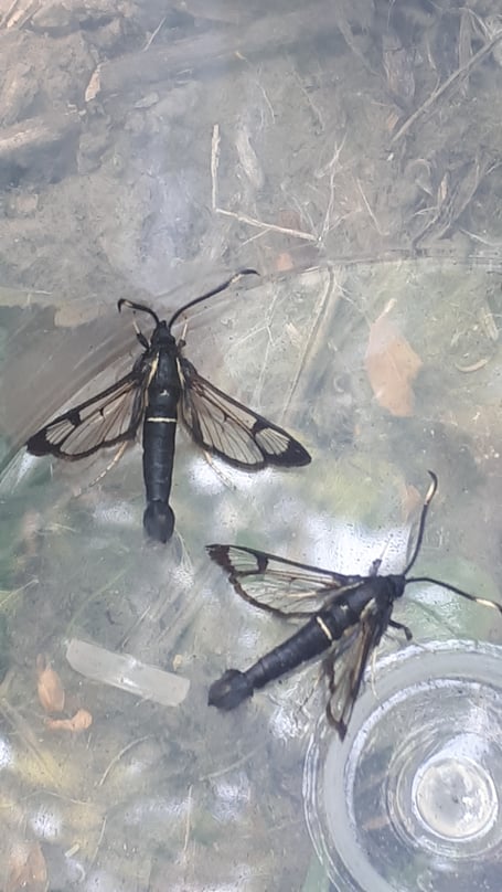 moths