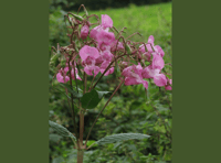 Park volunteers launch assault on invasive Himalayan plant