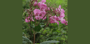 Park volunteers launch assault on invasive Himalayan plant