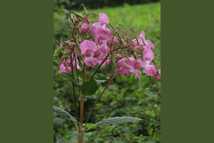 Himalayan Balsam
