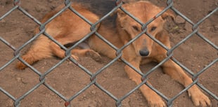 Intentional harm of animals on the rise in Powys