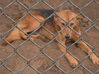 Intentional harm of animals on the rise in Powys
