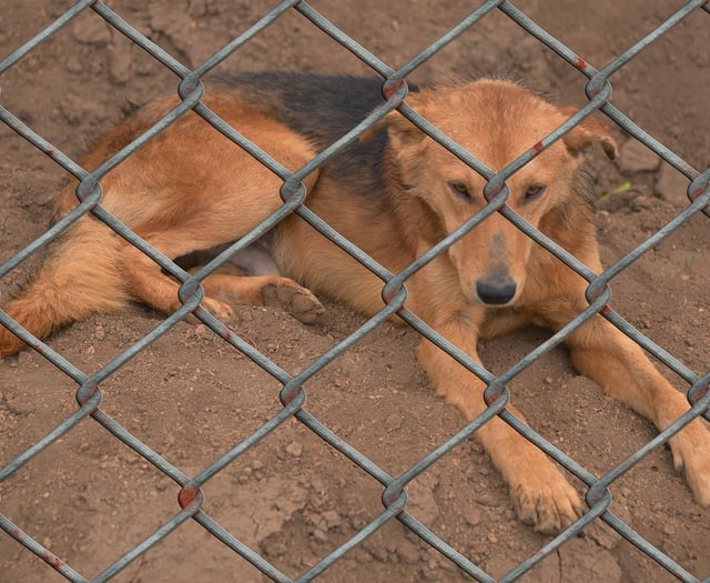 Intentional harm of animals on the rise in Powys