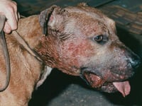 Illegal dog fighting on the rise across Wales