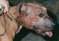 Illegal dog fighting on the rise across Wales