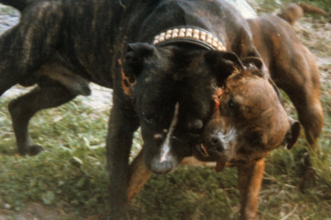 Dogfightingtwo adult American Pit Bull type dogs in an illegal dogfight 1007701Please read our licence terms supplied with this image. All digital images must be deleted after authorised use unless otherwise agreed in writing.Photograph byRSPCAwww.rspcaphotolibrary.com Tel: 0870 754 0150     Fax: 0870 753 0048    email: pictures@rspcaphotolibrary.com