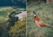 River pollution and game birds: Powys County Council calls for action