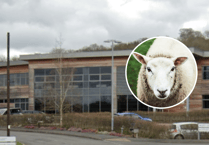 Trecastle farmer faces £1,300 fine for improper sheep carcass disposal