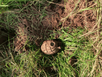 Police remove hand grenade found by detectorists