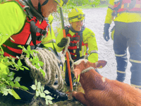 Builth Wells cow rescued after being trapped in water