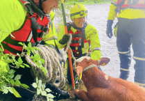 Builth Wells cow rescued after being trapped in water