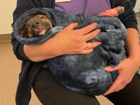 Cruelty to dogs in Powys increased by 4% last year