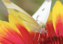 VIDEO: Nature in Powys!