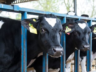 Politician's bovine TB comments condemned by farming union