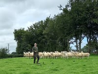 50 years of the North Country Cheviot breed in Wales