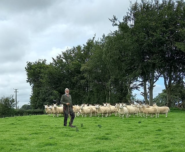 50 years of the North Country Cheviot breed in Wales