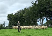 50 years of the North Country Cheviot breed in Wales