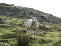 Powys Police appeal for information on 20 stolen Ewes