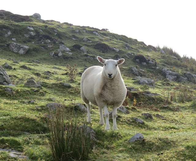 Powys Police appeal for information on 20 stolen Ewes