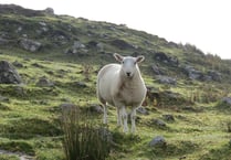 Powys Police appeal for information on 20 stolen Ewes