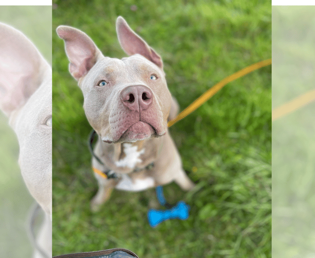 Calls for more to be done to tackle dangerous dogs in Wales