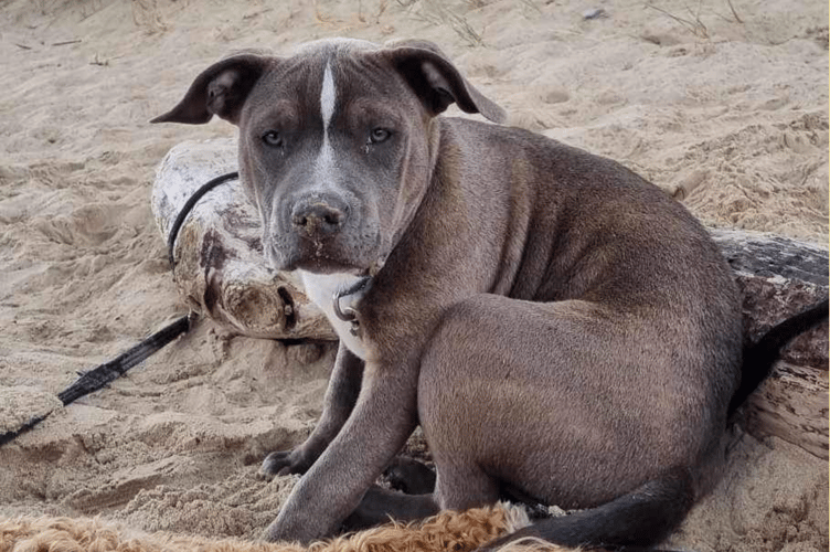 Becky describes her XL dog, Scout, as being a gentle giant