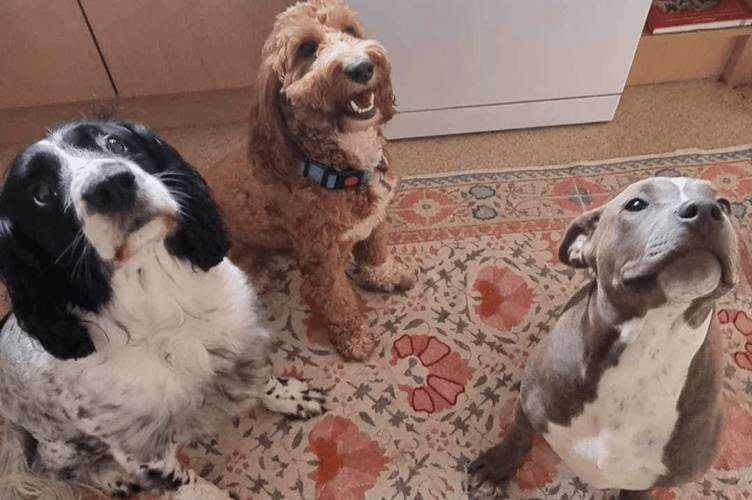 Scout with his brothers, Duke and Bryn