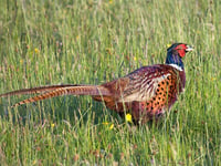 James Evans backs NRW's decision regarding release of game birds 