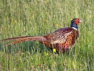 James Evans backs NRW's decision regarding release of game birds 