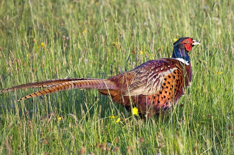 Pheasant