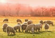 Police appealing for information for theft of 35 sheep in Old Radnor