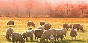 Police appealing for information for theft of 35 sheep in Old Radnor