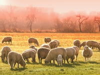 Police appealing for information for theft of 35 sheep in Old Radnor
