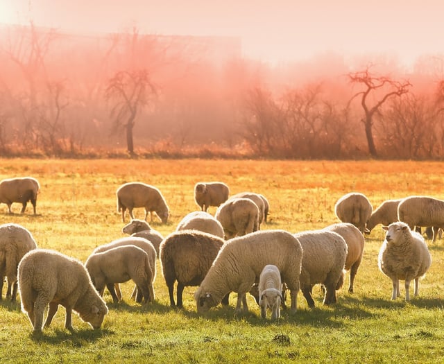 Police appealing for information for theft of 35 sheep in Old Radnor