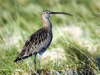 National park to host curlew day at Hay Castle