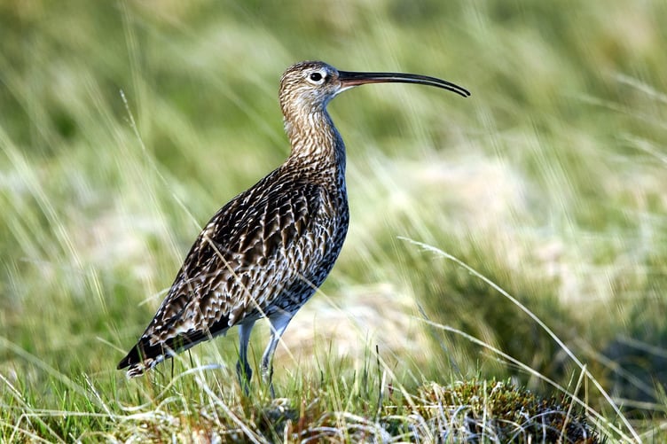 Curlew