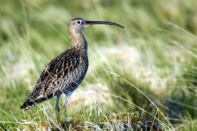 Curlew