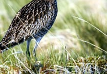 National park to host curlew day at Hay Castle